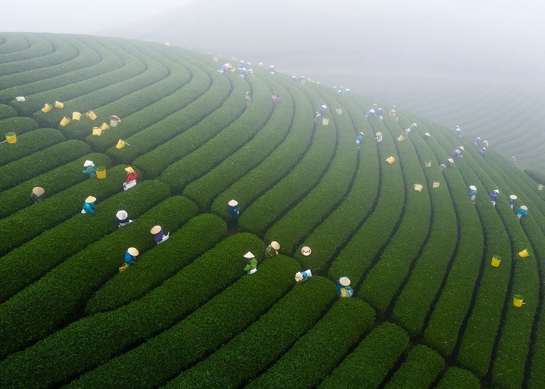 Сезон сбора чая. Фотограф Bùi Việt Đức