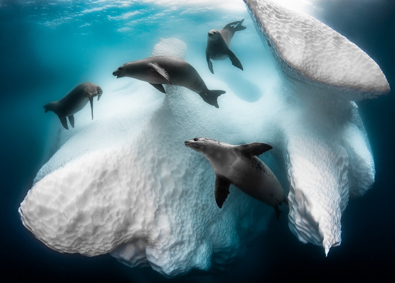 Фото года 2020. Айсберг – место обитания морской жизни. Автор Грег Лекур