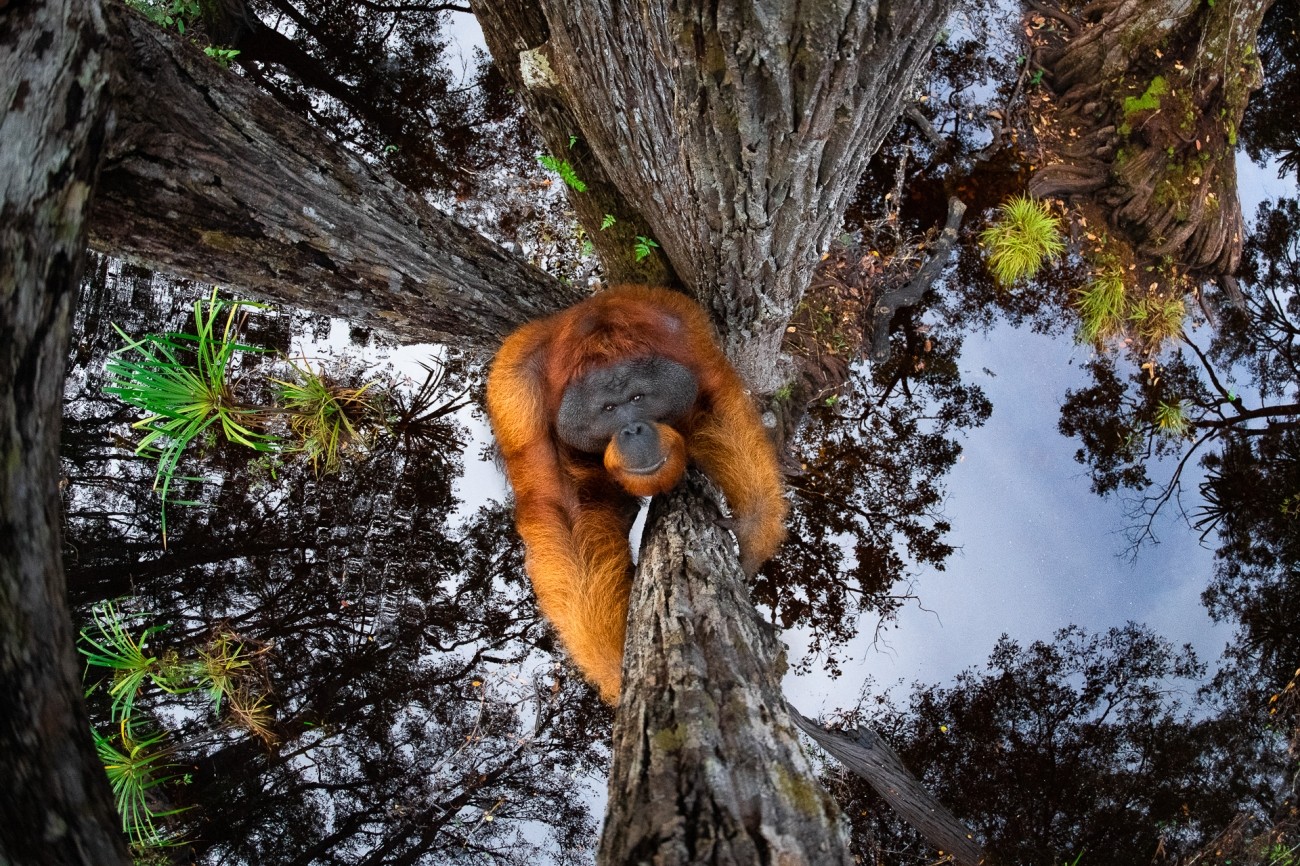 2 место в категории Животные в своей среде, 2020. Борнейский орангутан. Автор Томас Виджаян