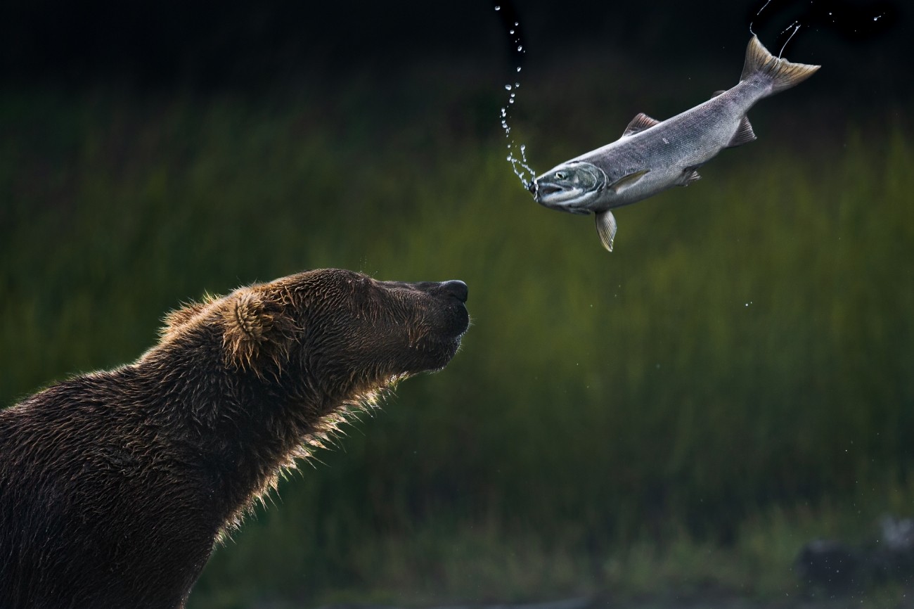 Поощрительная премия в категории Животные в своей среде, 2020. Медведь на рыбалке. Автор Томас Виджаян
