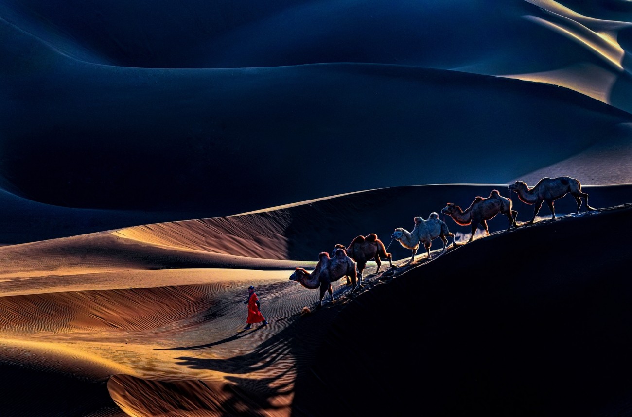 Поощрительная премия в категории «Путешествия и приключения», 2020. Верблюды среди пустынных дюн. Автор Юньхуа Ю