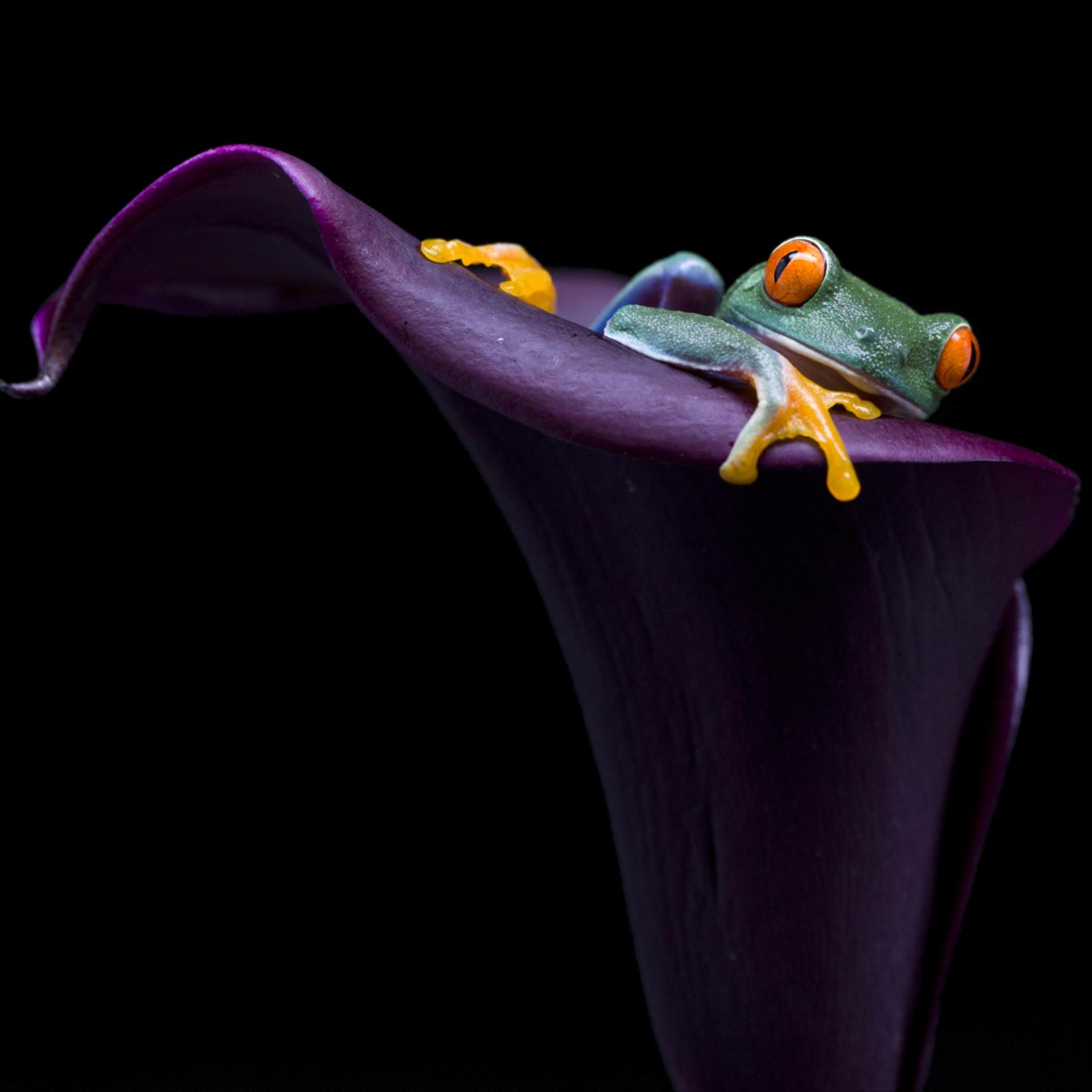 3 место в категории  Красота природы. Карликовая лягушка в тропических лесах Коста-Рики. Автор Лян Ву