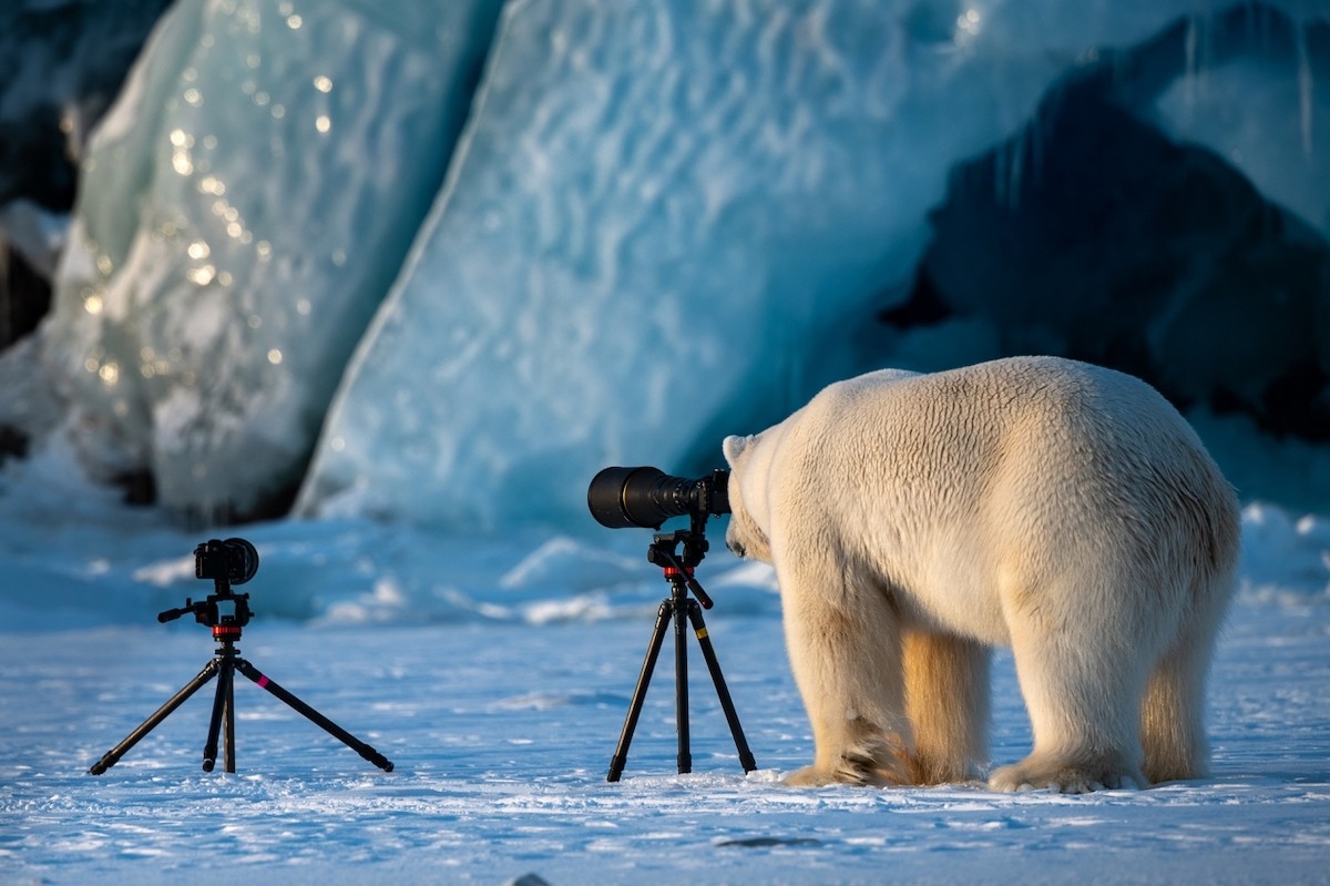 Поощрительная премия в категории Путешествия и приключения. Любопытный белый медведь на Шпицбергене, Норвегия. Автор Рой Галиц