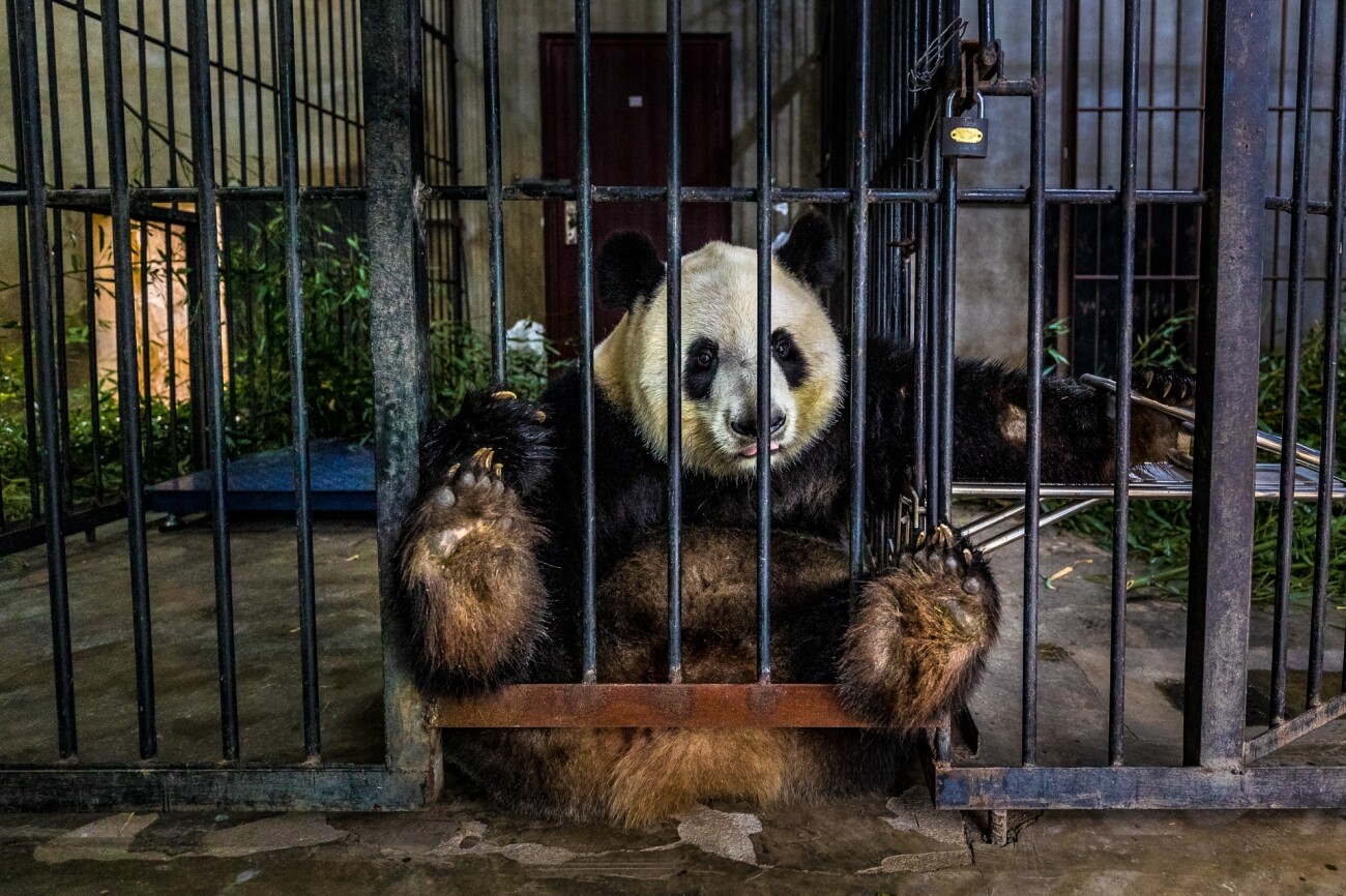 1 место в категории Документальное фото и фотожурналистика, 2021. Пленник. Большая панда – дикое животное, содержащееся в клетке во имя сохранения вида. Автор Маркус Вестберг