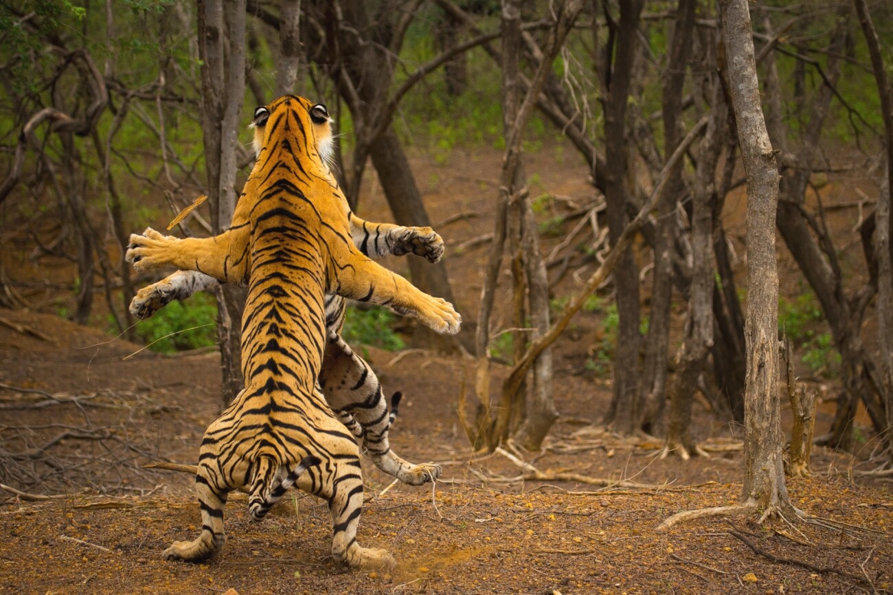 Поощрительная премия в категории Животные в своей среде, 2021. Драка тигров. Автор Рахул Сачдев