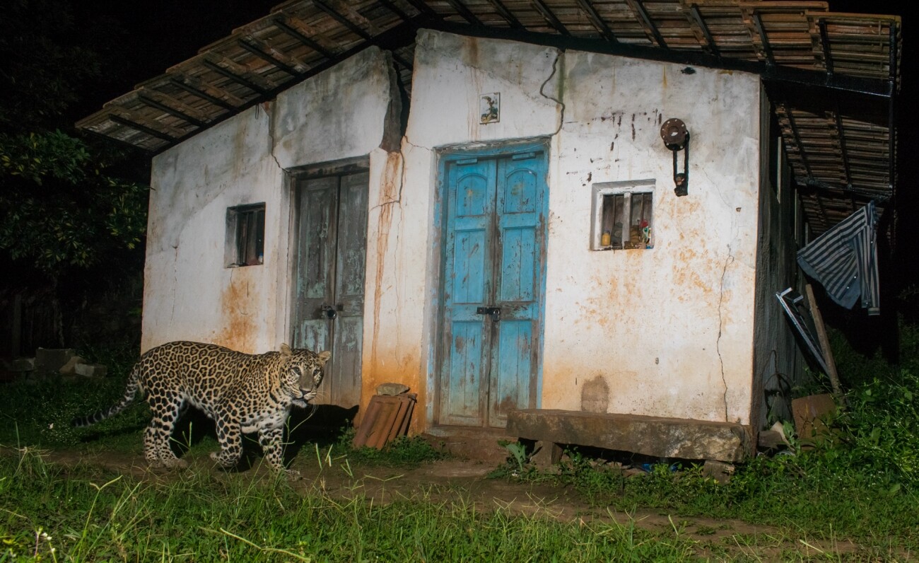 Поощрительная премия в категории Животные в своей среде, 2021. Леопард, проходящий мимо фермерского дома на окраине Майсура, Индия. Автор Pruthvi B