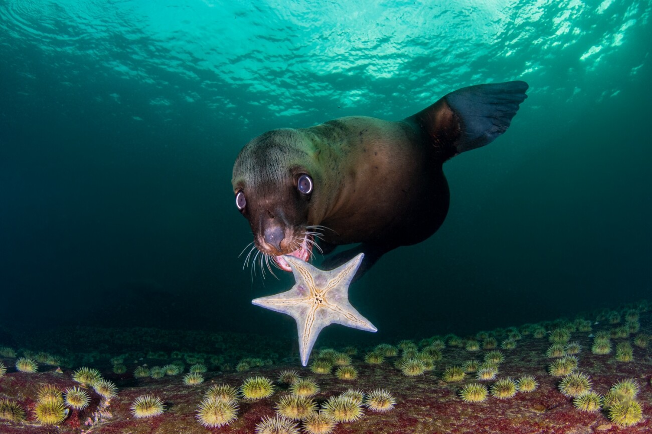 Поощрительная премия в категории Животные в своей среде, 2021. Молодой морской лев играет с морской звездой. Автор Селия Куяла