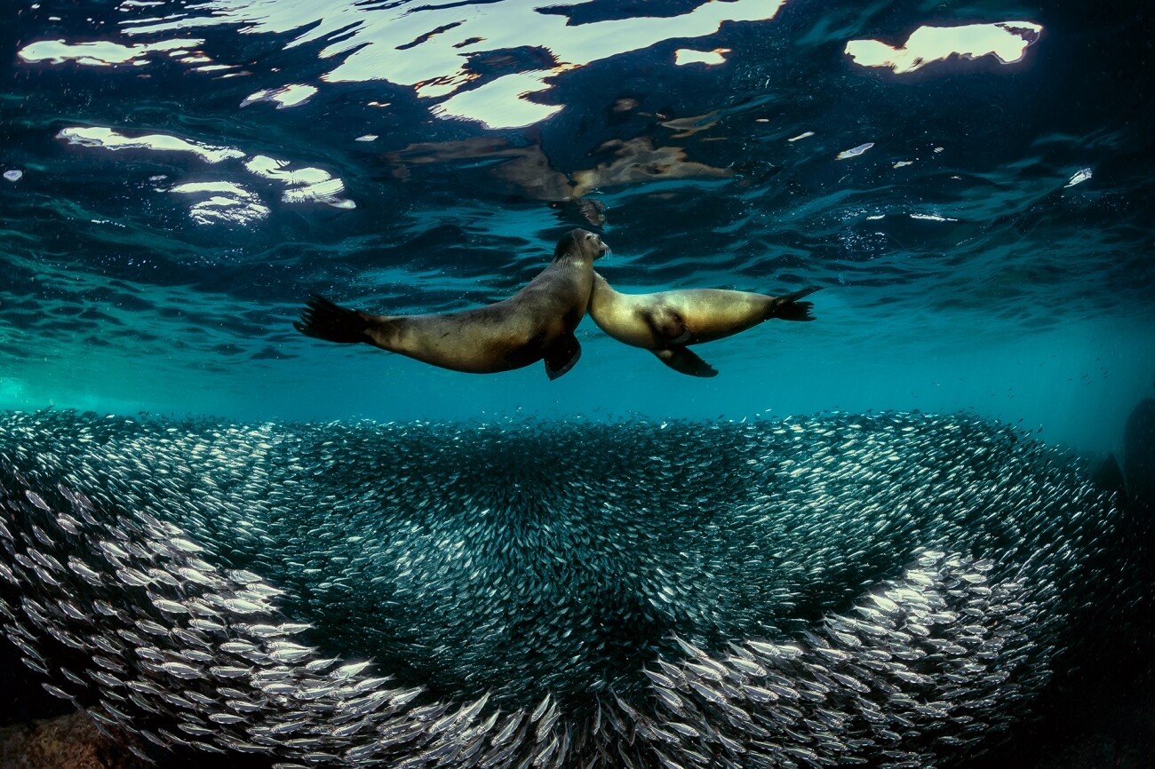 Поощрительная премия в категории Животные в своей среде, 2021. Пара морских львов танцует над сардинами. Автор Рафаэль Ливорнезе