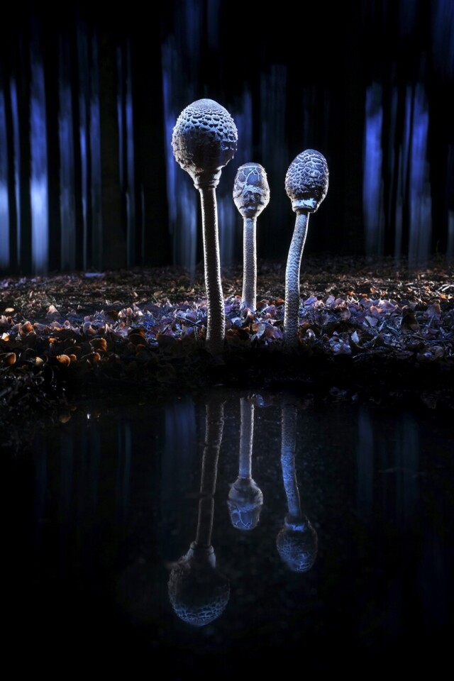 Поощрительная премия в категории «Красота природы», 2021. Элегантные грибы после дождя в осеннем лесу. Автор Агорастос Папацанис