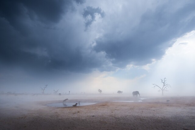 2 место в категории «Красота природы», 2021. Три гиены, шакал и два слона переносят песчаную бурю жарким вечером в национальном парке Чобе. Автор Йоханнес Лохнер