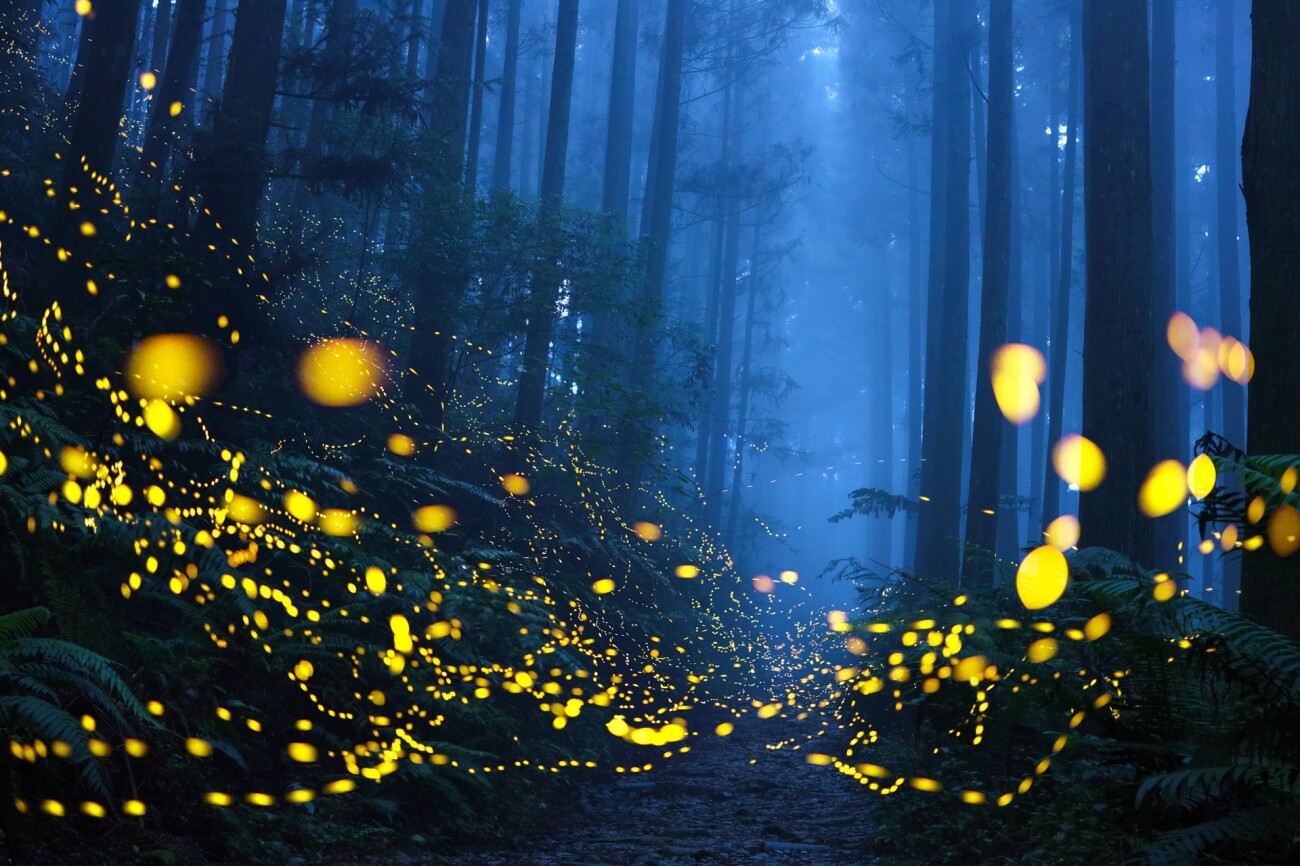 1 место в категории «Красота природы», 2021. Лесная тропа, освещённая светлячками. Автор Ширли Вунг
