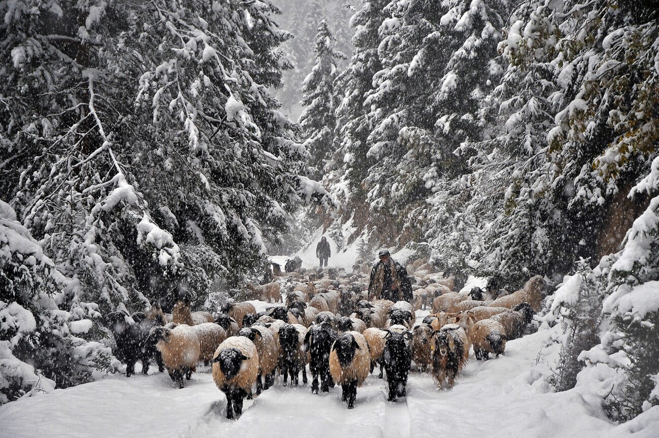 Поощрительная премия в категории Путешествия и приключения, 2021. Возвращение турецких пастухов в деревню. Автор Ахмет Фатих Сёнмез