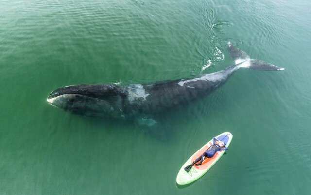 Поощрительная премия в категории «Путешествия и приключения», 2021. Сны о китах в Охотском море. Автор Майк Коростелев