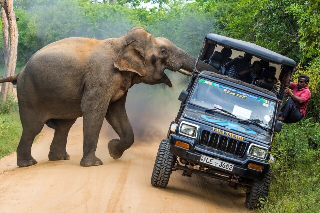 1 место в категории «Путешествия и приключения», 2021. «Это мои джунгли!» Дикий слон нападает на джип, полный людей. Автор Сергей Савви