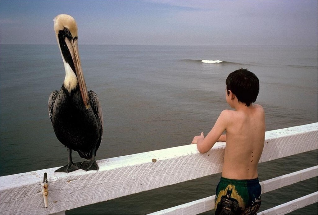 Пеликан и мальчик. Дейтона-Бич, Флорида, 1997. Фотограф Константин Манос
