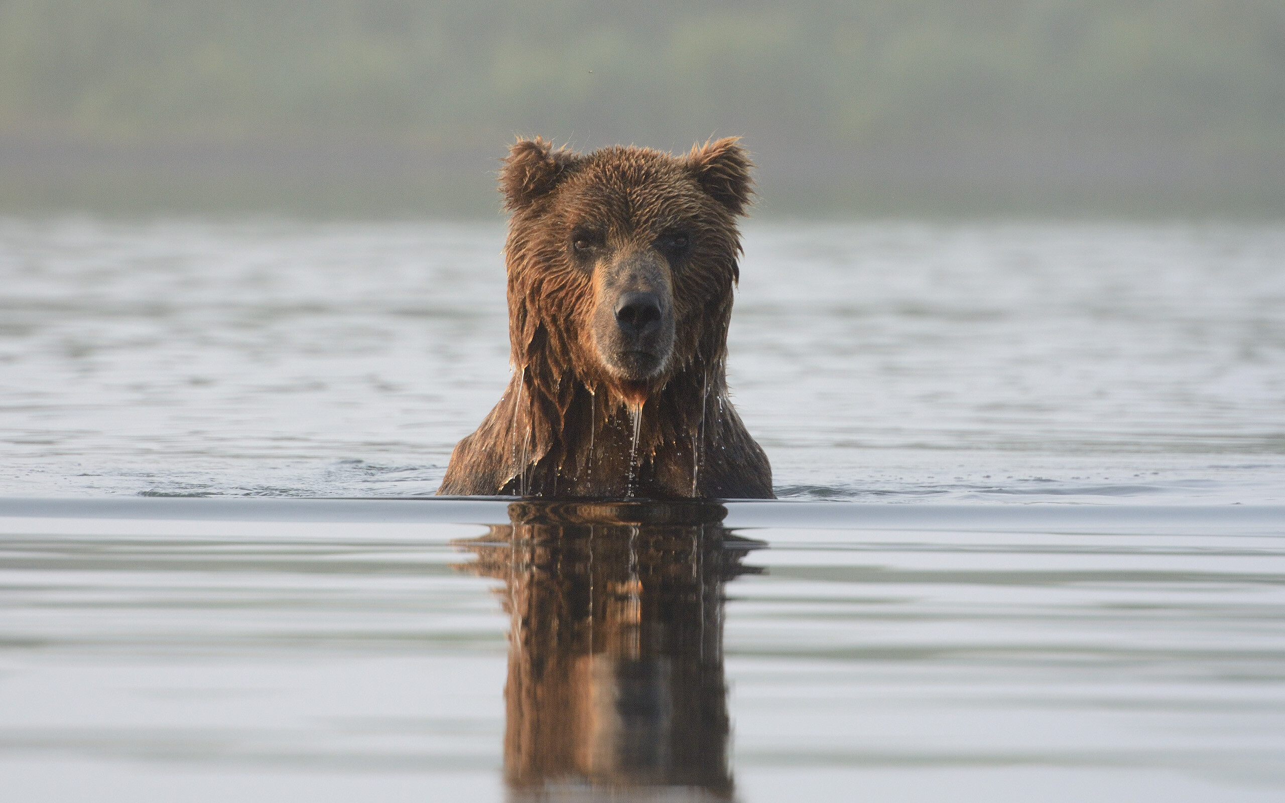 Медведь почти переплыл реку Кроноцкую, когда увидел меня на берегу. Явно не обрадовался. Достал задними лапами дно, посмотрел и уплыл назад. Фотограф Игорь Шпиленок