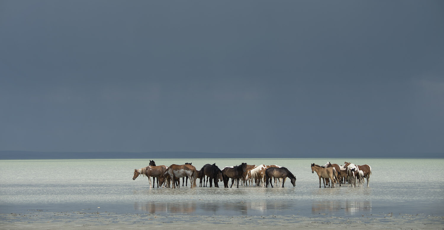 Знойный предгрозовой полдень. Табун лошадей отдыхает в белесо-молочной содовой воде озера Зун-Торей. Даурский заповедник. Фотограф Игорь Шпиленок