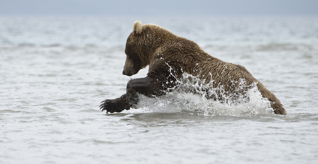 Курильское озеро, Южно-Камчатский федеральный заказник, медведи. Фотограф Игорь Шпиленок