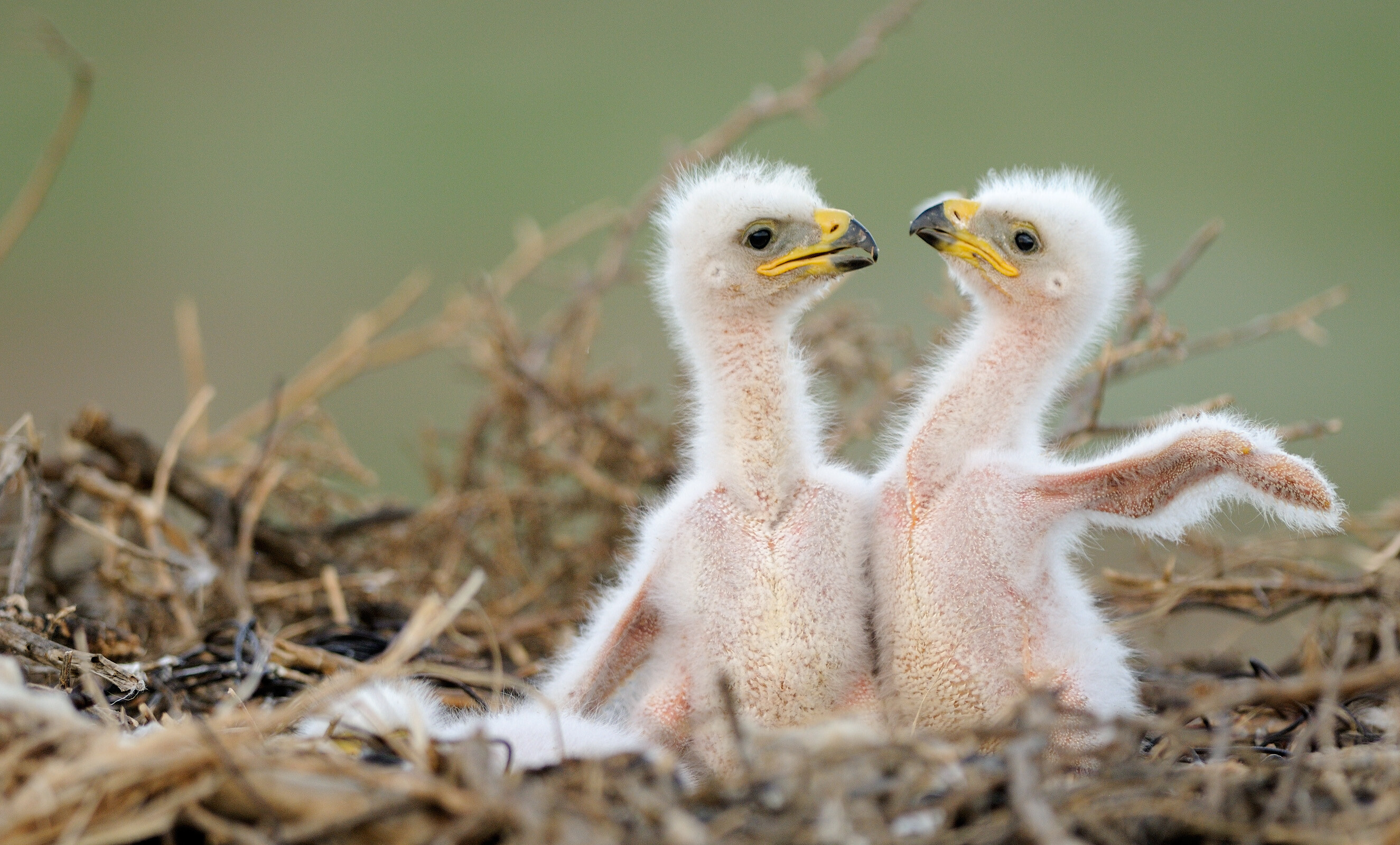 Птенцы степного орла. Фотограф Игорь Шпиленок
