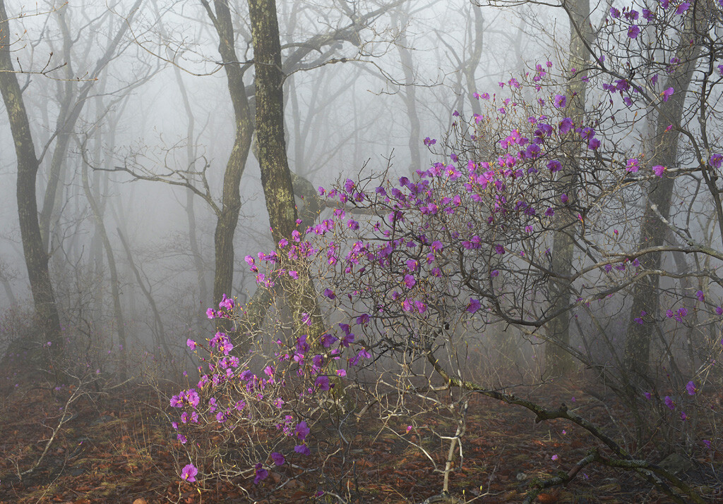 Рододендроны в начале цветения. Заповедник Кедровая падь. Фотограф Игорь Шпиленок