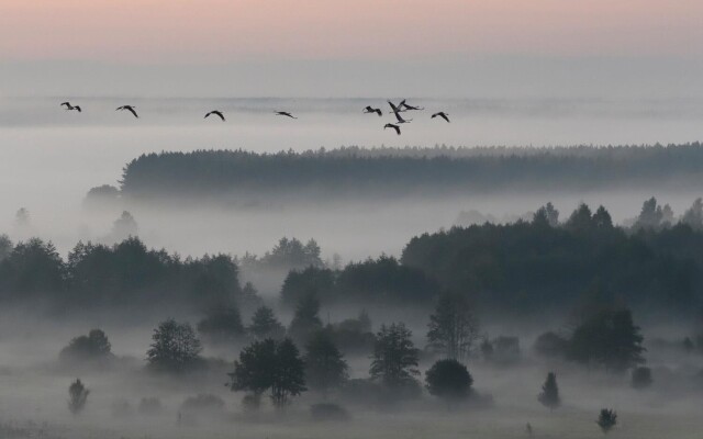 Утро в заповеднике «Брянский лес». Фотограф Игорь Шпиленок