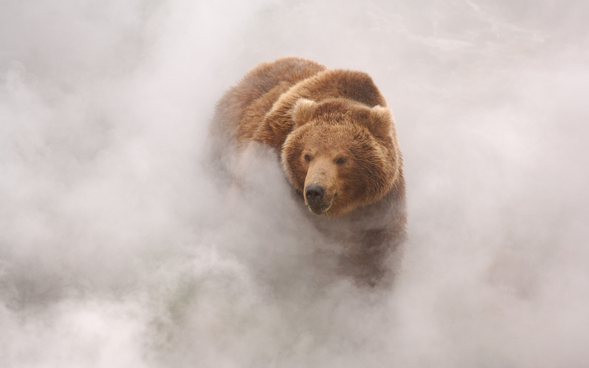 Медведь в пару от гейзера. Долина гейзеров, Кроноцкий заповедник. Фотограф Игорь Шпиленок