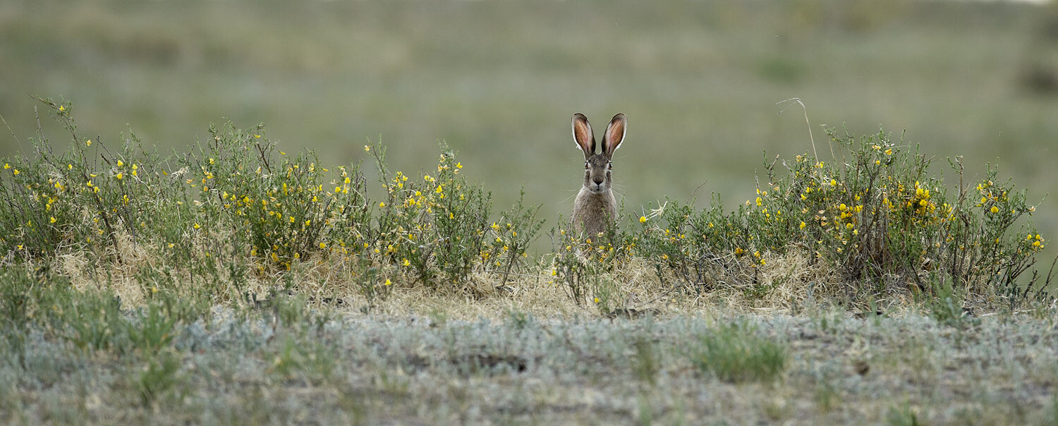 Заяц-толай, обитатель степей, пустынь и полупустынь. Даурский заповедник. Фотограф Игорь Шпиленок