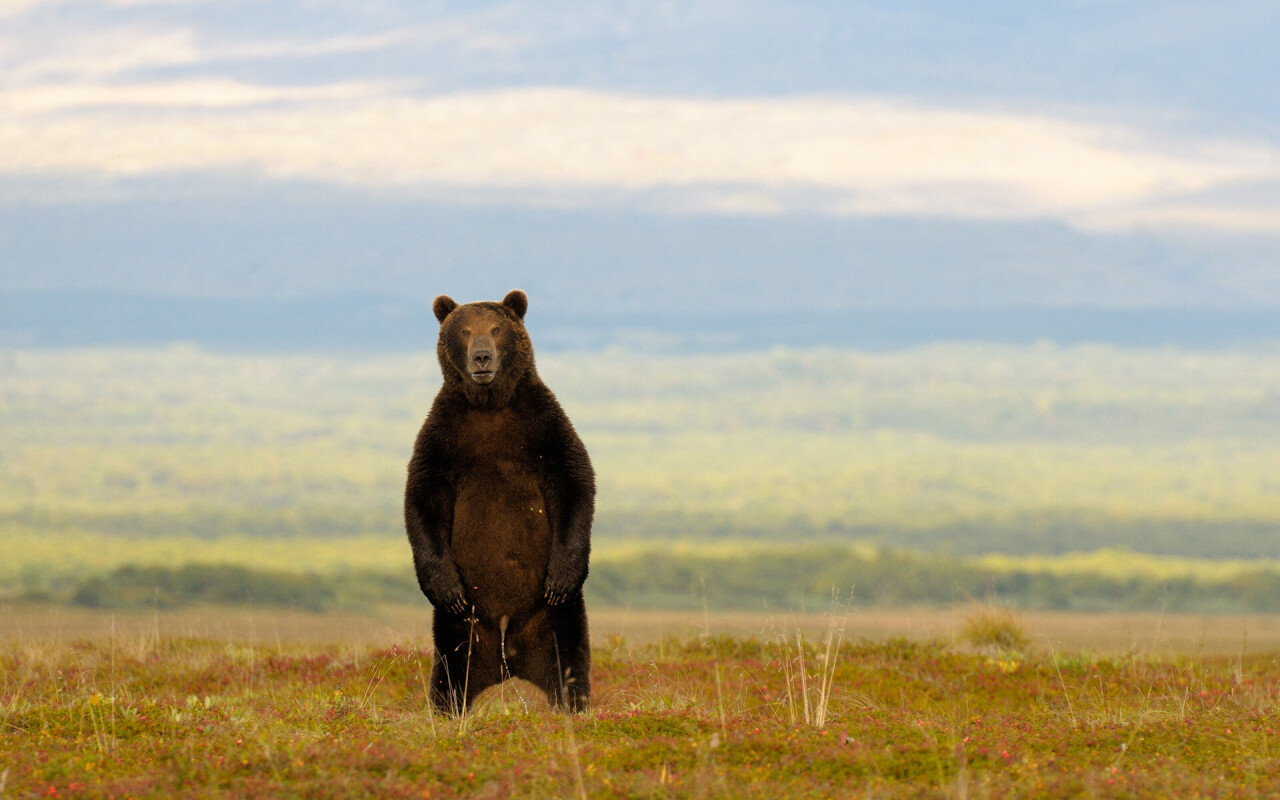Медведь. Фотограф Игорь Шпиленок