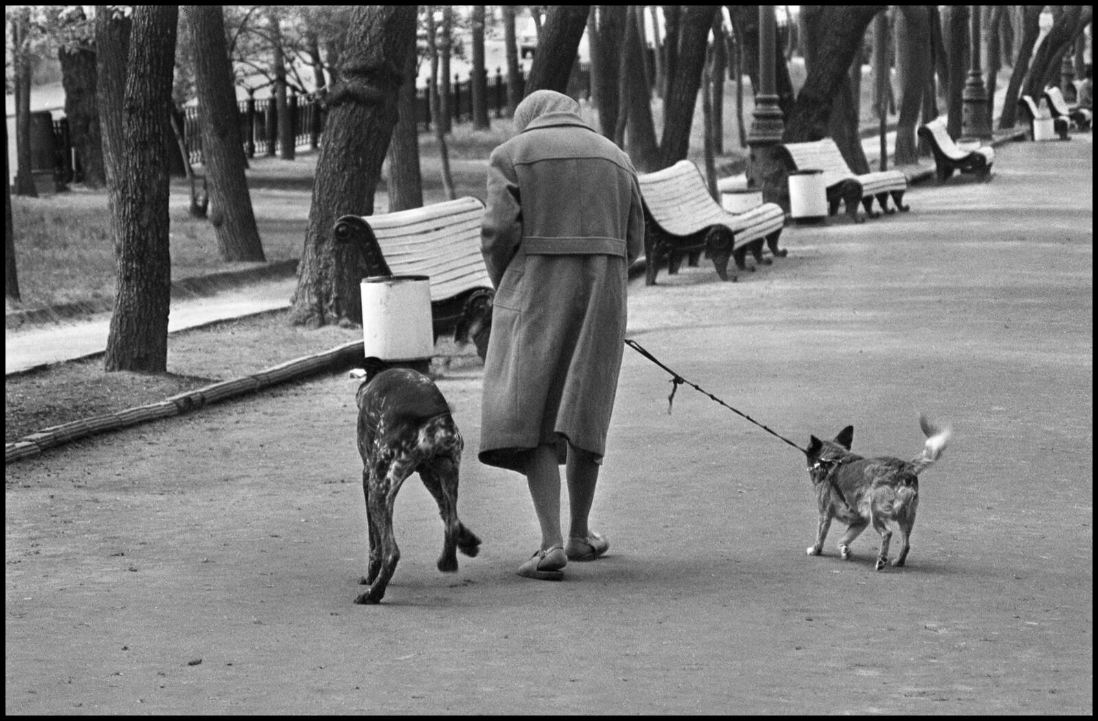 Серия Собаки. Фотограф Владимир Богданов