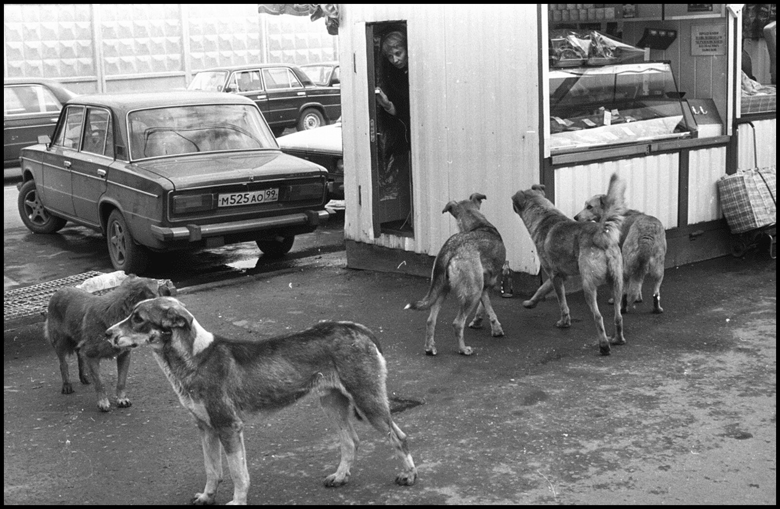 Серия Собаки. Фотограф Владимир Богданов