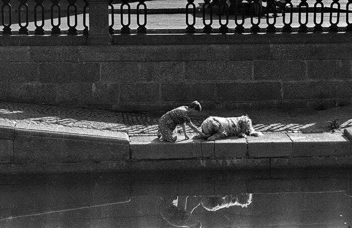 Собака пьет, Ленинград, 1970-е годы. Фотограф Владимир Богданов
