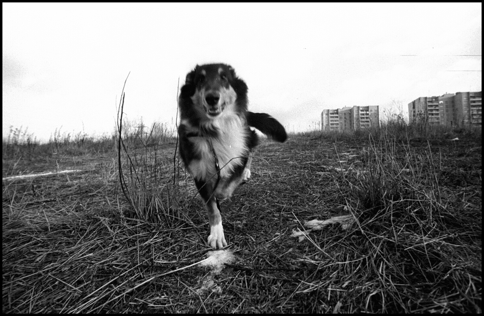 Серия Собаки. Фотограф Владимир Богданов