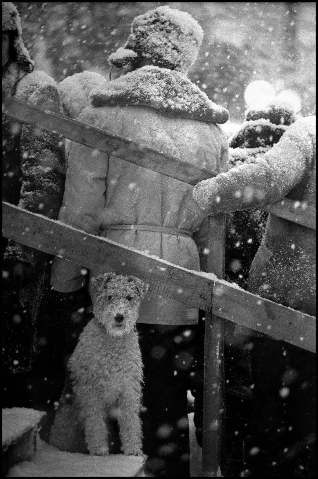 «Не моё собачье дело», Ленинградская область, 1965 год . Фотограф Владимир Богданов