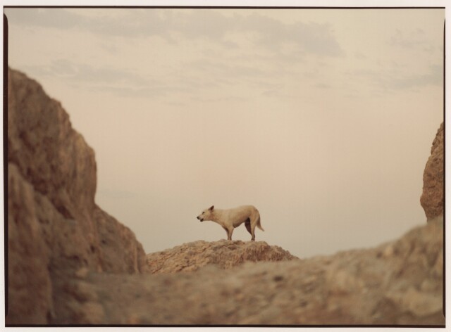 Собака в пустыне, Шибам, Йемен, июнь 1999 года. Фотограф Сибилла Бергеман