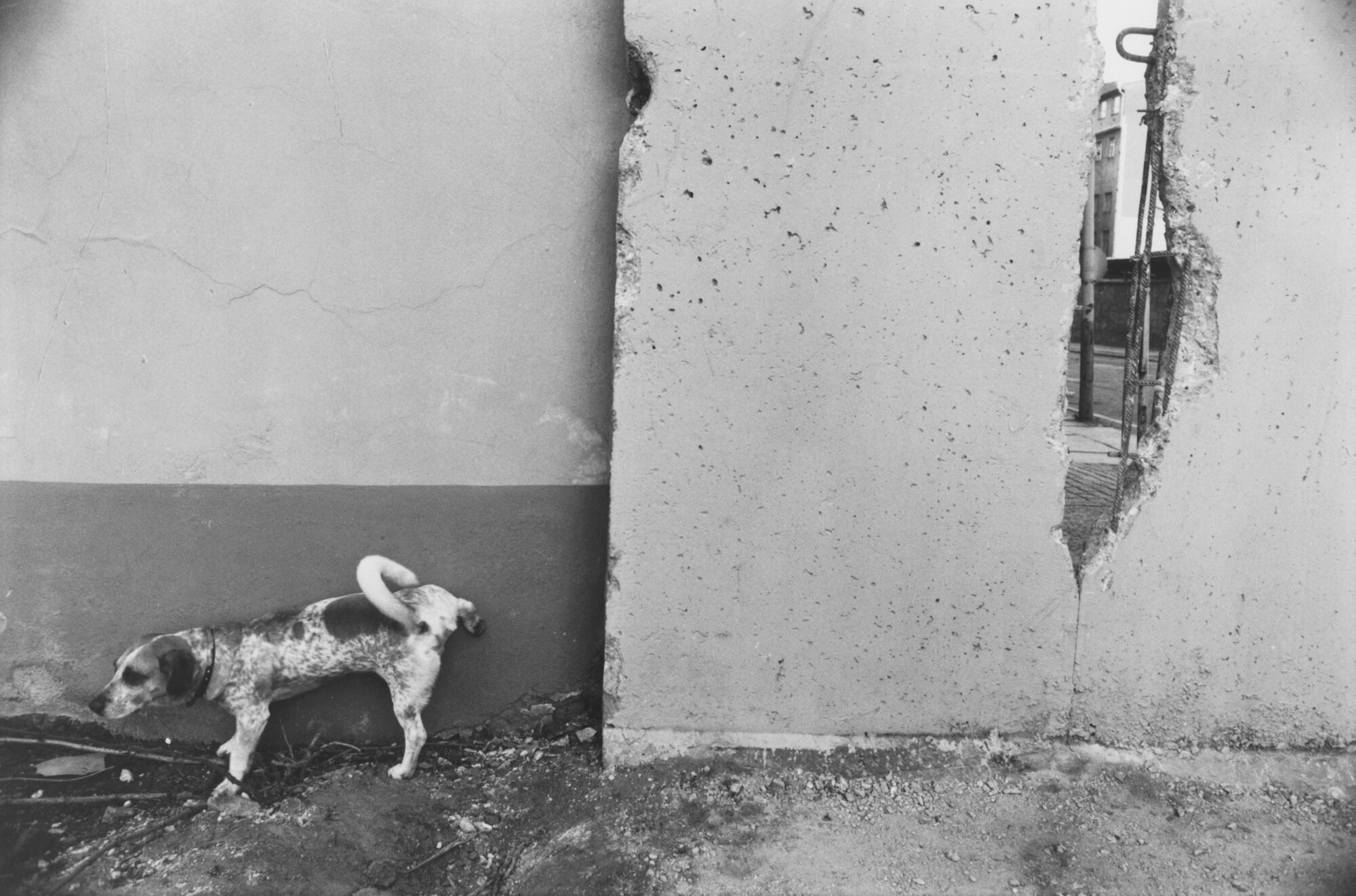 Собака у Берлинской стены, после падения стены, ноябрь 1989 года. Фотограф Сибилла Бергеман