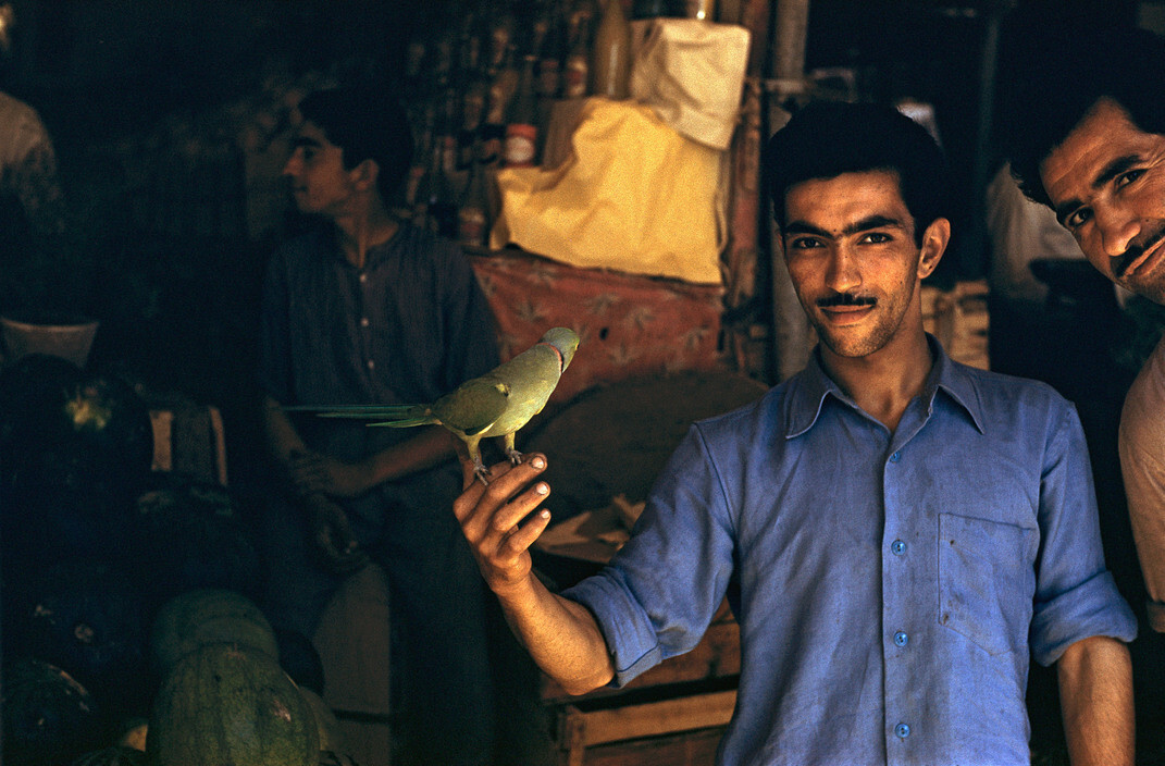 Мужчина с попугаем, Шираз, Иран, 1956 год. Фотограф Инге Морат