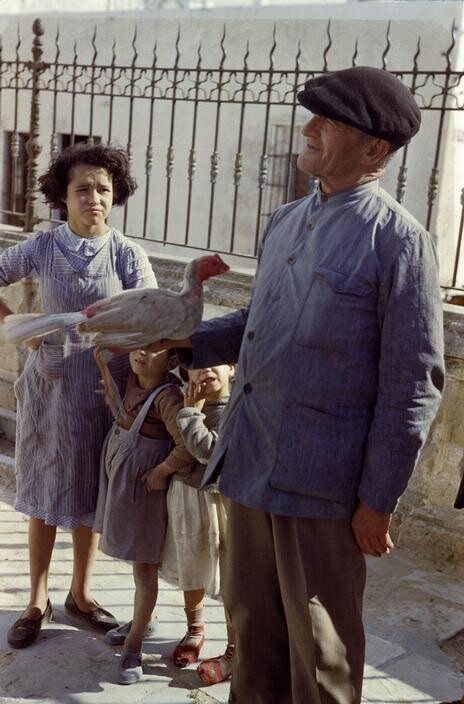 Бойцовский петух, Испания, 1954 год. Фотограф Инге Морат