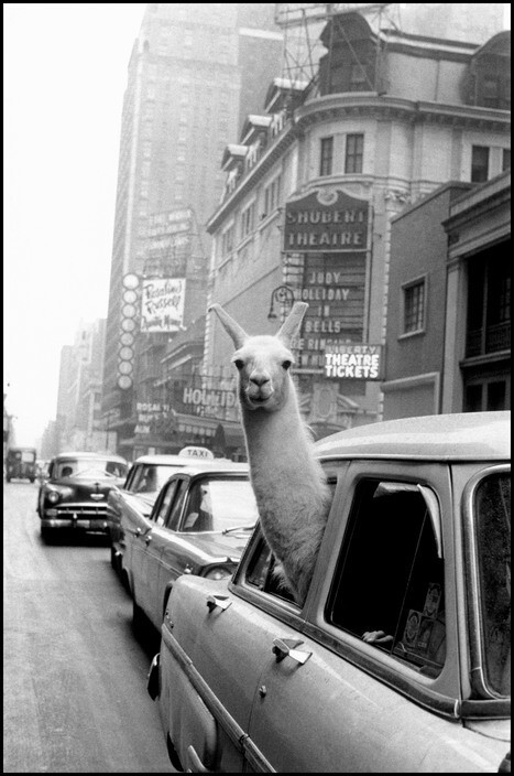 Лама на Таймс-сквер, США, Нью-Йорк, 1957 год. Фотограф Инге Морат