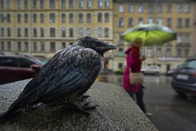 Ворона. Фотограф Александр Петросян