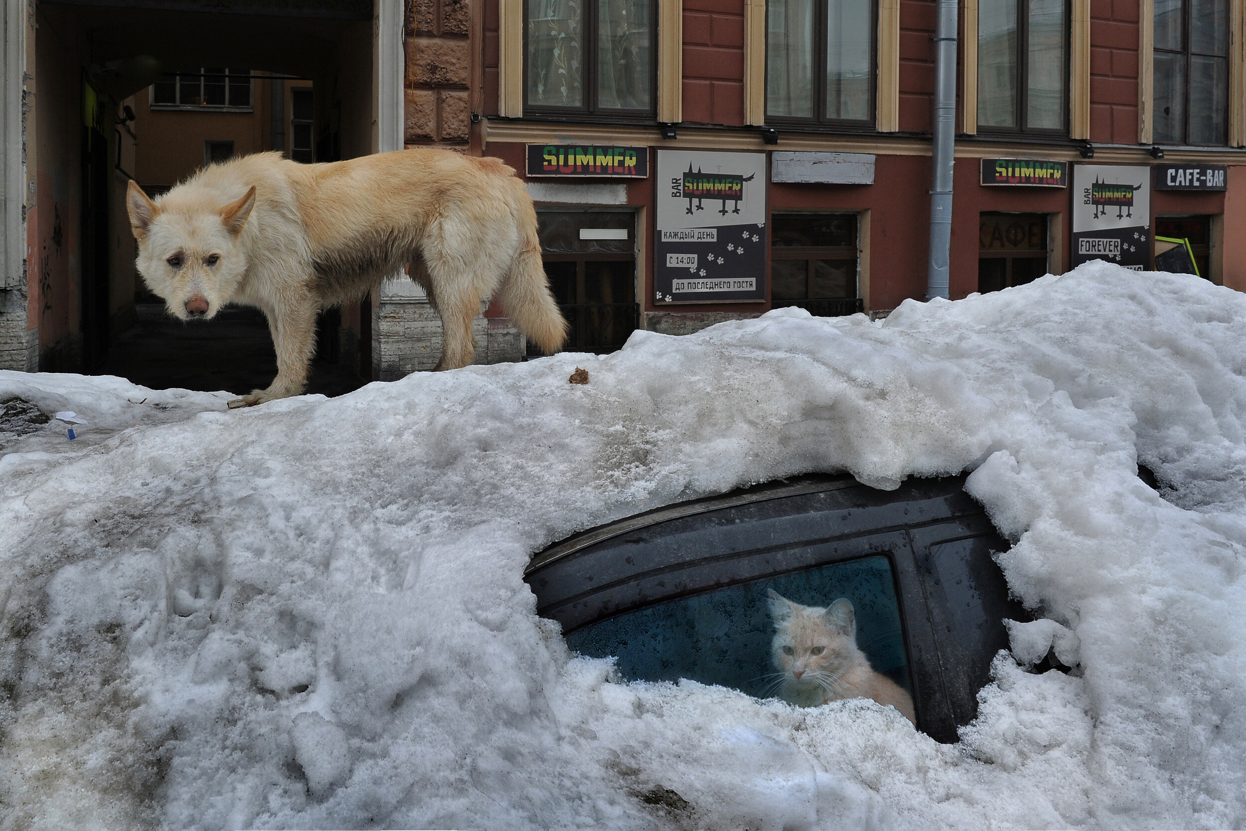 Пёс и кот. Фотограф Александр Петросян