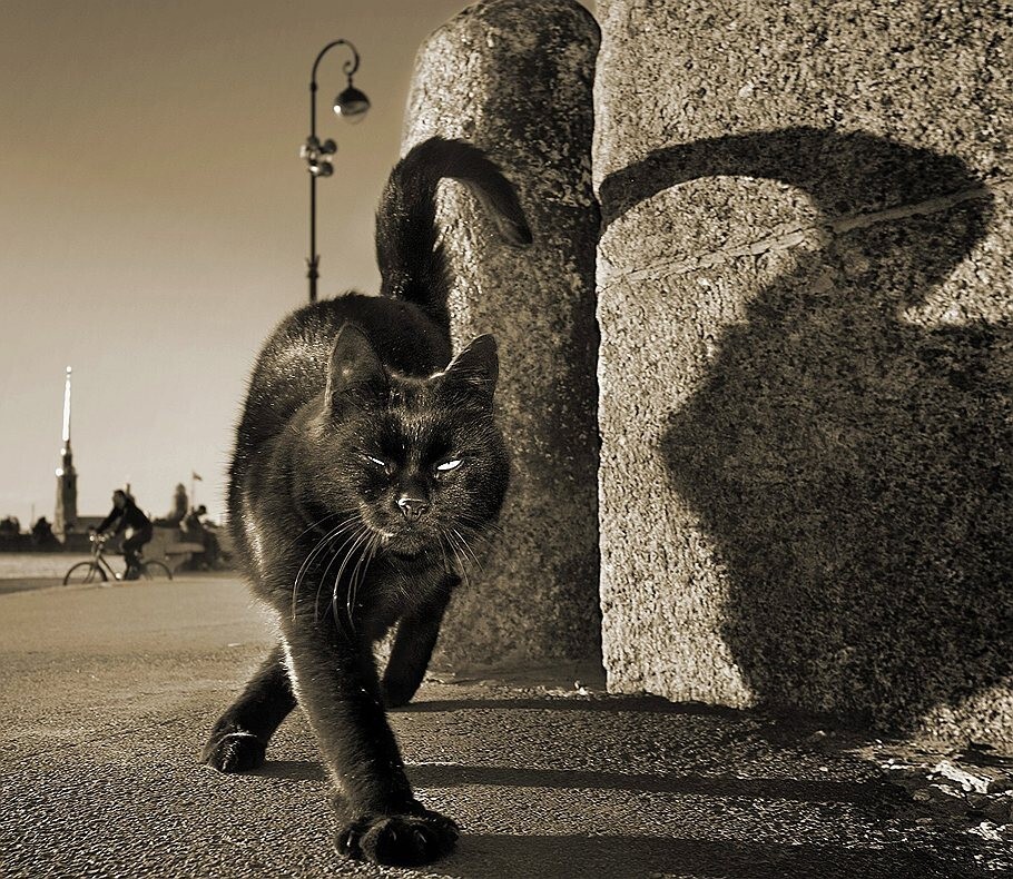 Чёрный кот. Фотограф Александр Петросян