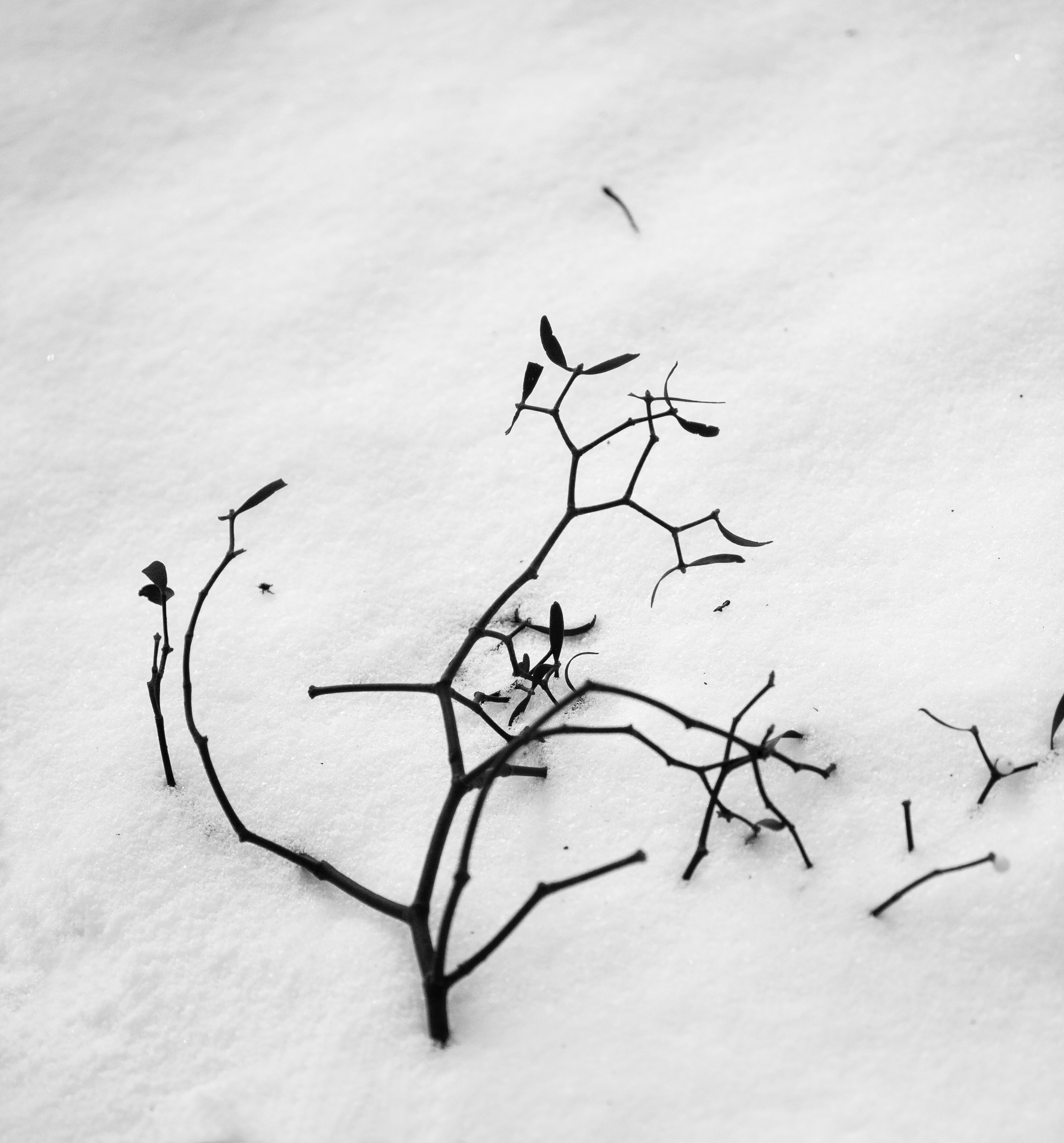 Winter Zen (18)