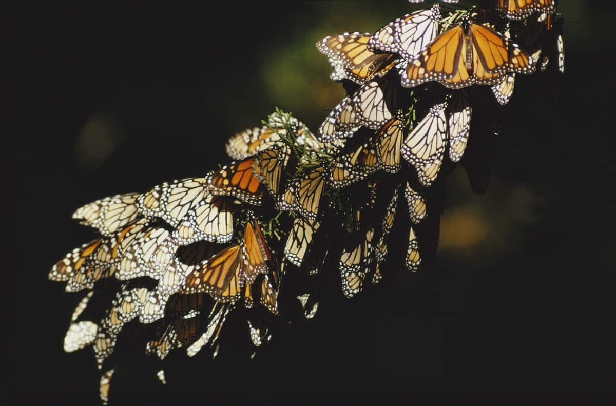 Бабочки. Мексика, 1971. Фотограф Эрнст Хаас