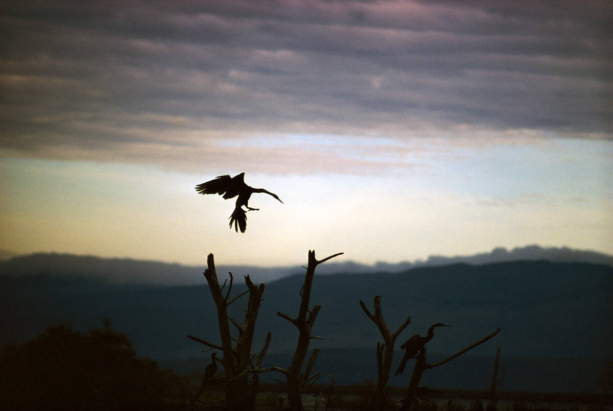 Птица на фоне неба. Кения, 1970. Фотограф Эрнст Хаас