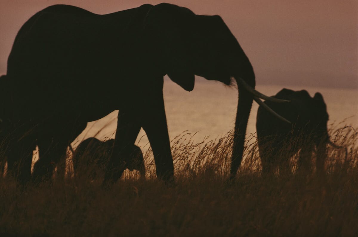 Слоны. Кения, 1970. Фотограф Эрнст Хаас