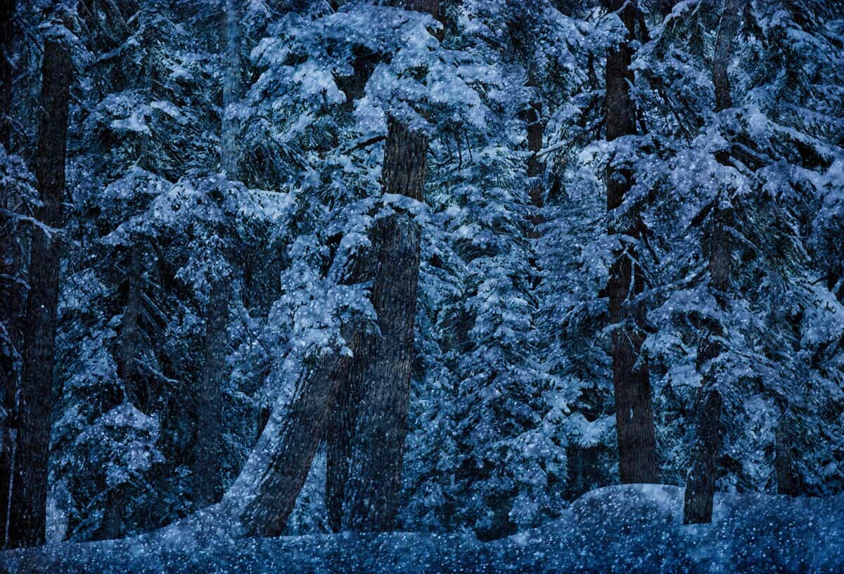 Снежные деревья, 1966. Фотограф Эрнст Хаас