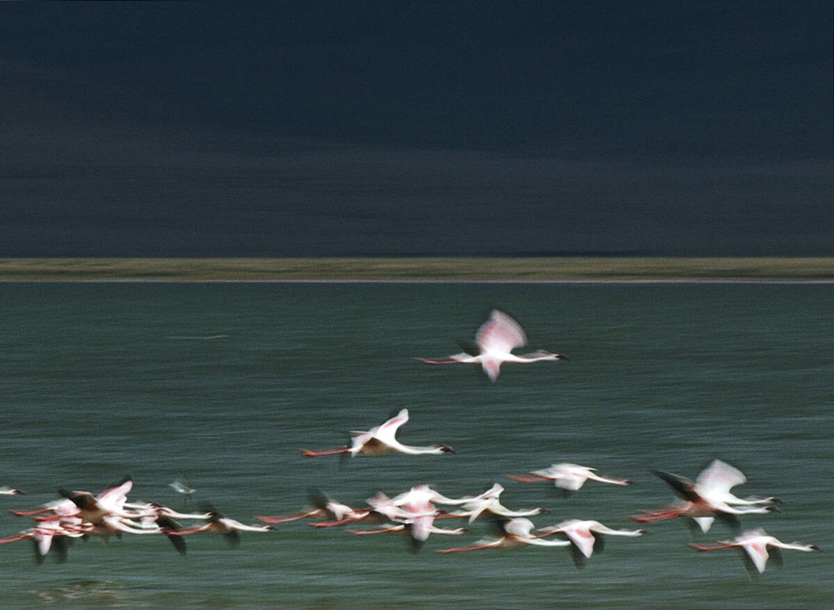 Стая птиц, Кения, 1970. Фотограф Эрнст Хаас