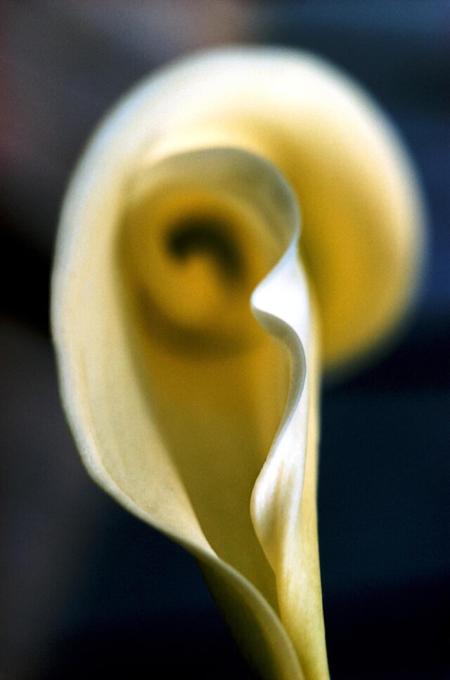 Цветок, 1971. Фотограф Эрнст Хаас