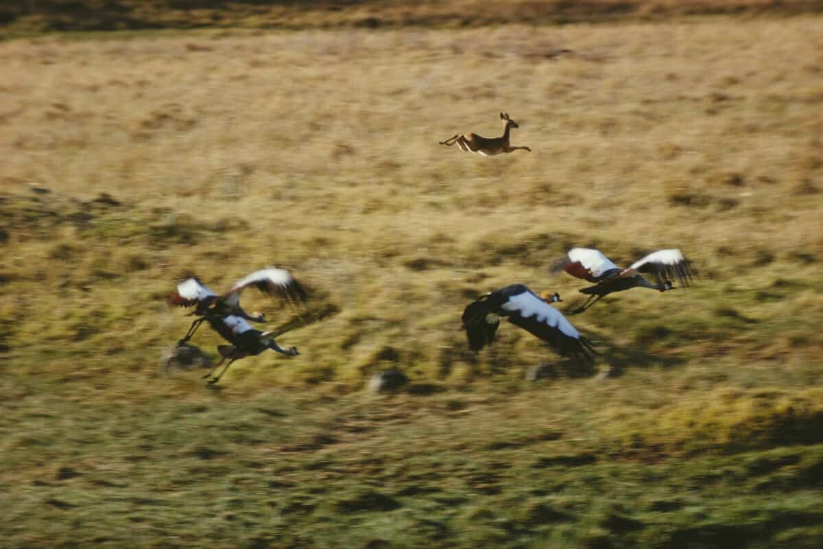 Животный мир. Кения, 1970. Фотограф Эрнст Хаас