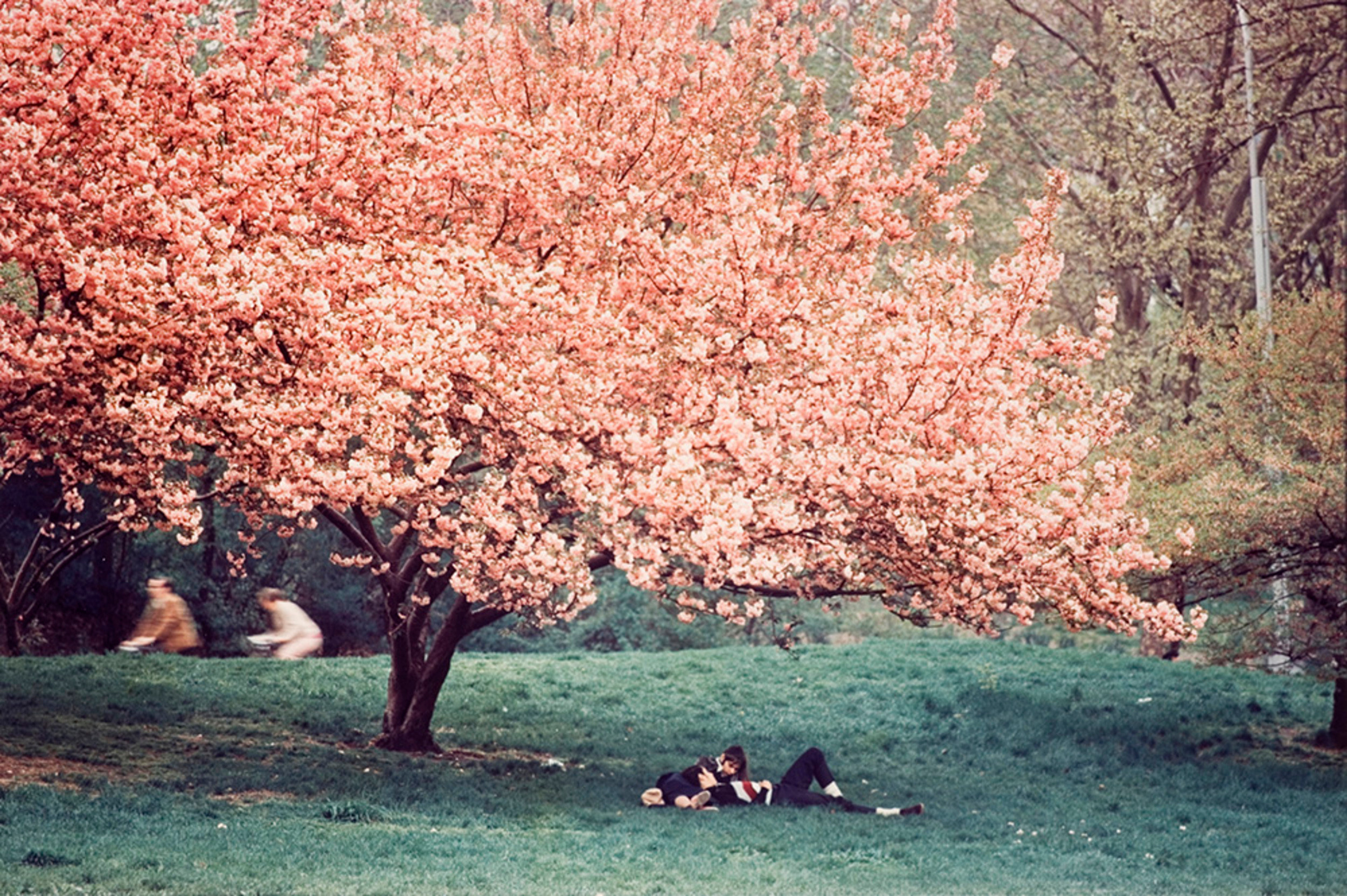 Весна. Центральный парк, Нью-Йорк, 1970. Фотограф Эрнст Хаас